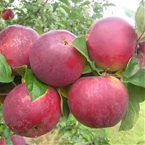 Яблоня домашняя Орлик - Malus domestica Orlik 3-5 ltr, 100-180 см