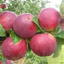 Яблоня домашняя Орлик - Malus domestica Orlik 3-5 ltr, 100-180 см