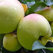 Яблоня домашняя Богатырь - Malus domestica Bogatir 3-5 ltr, 100-180 см