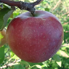 Яблоня домашняя Спартан - Malus domestica Spartan 3-5 ltr, 100-180 см