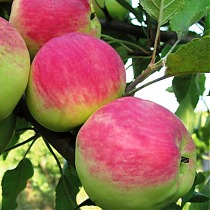 Яблоня домашняя Мантет - Malus domestica Mantet 3-5 ltr, 100-180 см