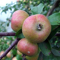 Яблоня домашняя Коробовка - Malus domestica Korobovka 3-5 ltr, 100-180 см