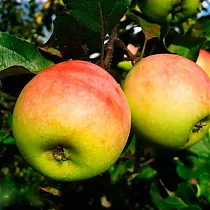Яблоня домашняя Абрикосовое - Malus domestica Abrikosovoe 3-5 ltr, 100-180 см
