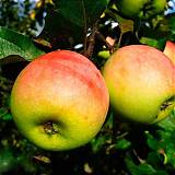 Яблоня домашняя Абрикосовое - Malus domestica Abrikosovoe 3-5 ltr, 100-180 см