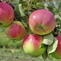 Яблоня домашняя Свежесть - Malus domestica Svezhest 3-5 ltr, 100-180 см