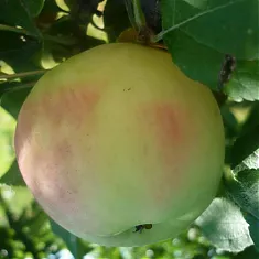 Яблоня домашняя Московское Позднее - Malus domestica Moskovskoe Pozdnee 3-5 ltr, 100-180 см