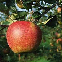 Яблоня домашняя Услада - Malus domestica Uslada 3-5 ltr, 100-180 см
