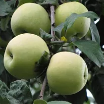 Яблоня домашняя Грушовка Зимняя - Malus domestica Grushovka Zimnyaya 3-5 ltr, 100-180 см