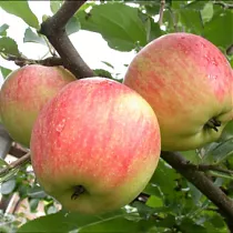 Яблоня домашняя Чемпион - Malus domestica Champion 3-5 ltr, 100-180 см