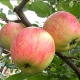 Яблоня домашняя Чемпион - Malus domestica Champion 3-5 ltr, 100-180 см