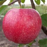 Яблоня домашняя Слава Победителю - Malus domestica Glory Winner 3-5 ltr, 100-180 см