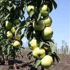 Яблоня домашняя Президент колоновидная - Malus domestica President column 3-5 ltr, 100-180 см