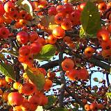 Яблоня домашняя Райское - Malus domestica Rayskoe 3-5 ltr, 100-180 см