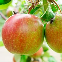 Яблоня домашняя Авенариус - Malus domestica Avenarius 3-5 ltr, 100-180 см