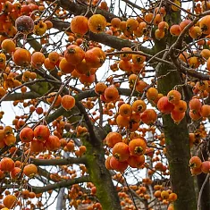 Яблоня домашняя Китайка оранжевая - Malus domestica Kitaika orange 3-5 ltr, 100-180 см