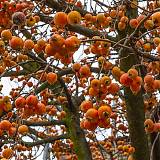 Яблоня домашняя Китайка оранжевая - Malus domestica Kitaika orange 3-5 ltr, 100-180 см