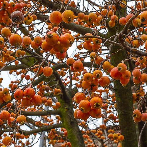 Яблоня домашняя Китайка оранжевая - Malus domestica Kitaika orange 3-5 ltr, 100-180 см