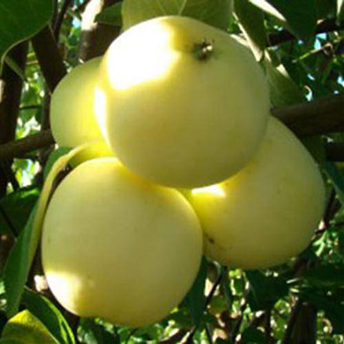 Яблоня домашняя Белый Налив - Malus domestica White Naliv 3-5 ltr, 100-180 см