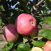 Яблоня домашняя Клоус - Malus domestica Clouse 3-5 ltr, 100-180 см