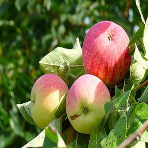 Яблоня домашняя Мельба - Malus domestica Melba 3-5 ltr, 100-180 см