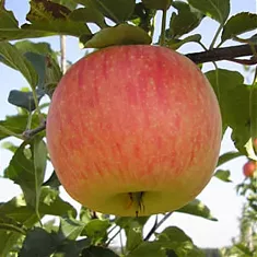 Яблоня домашняя Коричное Полосатое - Malus domestica Cinnamon Striped 3-5 ltr, 100-180 см