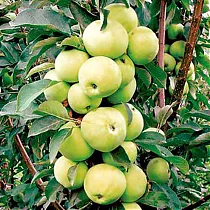 Яблоня домашняя Медок колоновидная - Malus domestica Medok column 3-5 ltr, 100-180 см