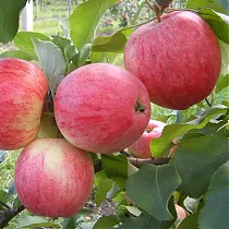 Яблоня домашняя Мечта - Malus domestica Mechta 3-5 ltr, 100-180 см