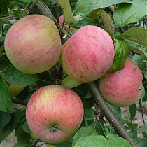 Яблоня домашняя Осеннее Полосатое - Malus domestica Osennee Polosatoe 3-5 ltr, 100-180 см