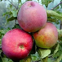 Яблоня домашняя Вологодское Зимнее - Malus domestica Vologodskoe Zimnee 3-5 ltr, 100-180 см