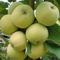 Яблоня домашняя Папировка - Malus domestica Papirovka 3-5 ltr, 100-180 см