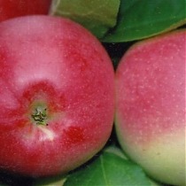 Яблоня домашняя Пепин Шафран - Malus domestica Pepin Shafran 3-5 ltr, 100-180 см