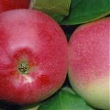 Яблоня домашняя Пепин Шафран - Malus domestica Pepin Shafran 3-5 ltr, 100-180 см