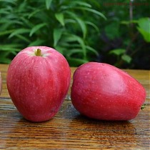Яблоня домашняя Летнее Полосатое - Malus domestica Letnee Polosatoe 3-5 ltr, 100-180 см