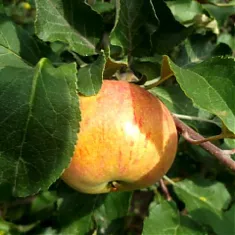Яблоня домашняя Медуница - Malus domestica Medunica 3-5 ltr, 100-180 см