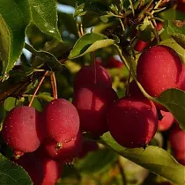 Яблоня Долго - Malus Dolgo 3-5 ltr, 100-180 см