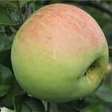 Яблоня домашняя Антоновка Десертная - Malus domestica Antonovka Desertnaya 3-5 ltr, 100-180 см