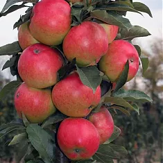 Яблоня домашняя Валюта колоновидная - Malus domestica Valuta column 3-5 ltr, 100-180 см