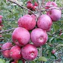 Яблоня домашняя Подарок Графскому - Malus domestica Podarok Grafskomu 3-5 ltr, 100-180 см