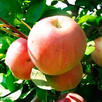 Яблоня домашняя Летнее Исаева - Malus domestica Letnaya Isaeva 3-5 ltr, 100-180 см