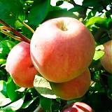 Яблоня домашняя Летнее Исаева - Malus domestica Letnaya Isaeva 3-5 ltr, 100-180 см