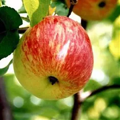 Яблоня домашняя Грушовка Московская - Malus domestica Grushovka Moskovskaya 3-5 ltr, 100-180 см