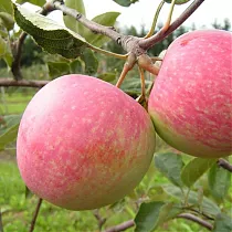 Яблоня домашняя Конфетное - Malus domestica Konfetnoe 3-5 ltr, 100-180 см