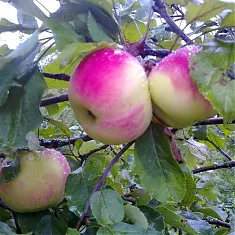 Яблоня домашняя Десертное Исаева - Malus domestica Dessert Isayev 3-5 ltr, 100-180 см