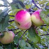 Яблоня домашняя Десертное Исаева - Malus domestica Dessert Isayev 3-5 ltr, 100-180 см