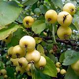 Яблоня домашняя Антоновка Китайка - Malus domestica Kitayka 3-5 ltr, 100-180 см