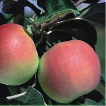 Яблоня домашняя Жернова Эрли - Malus domestica Gernova Erly 3-5 ltr, 100-180 см
