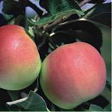 Яблоня домашняя Жернова Эрли - Malus domestica Gernova Erly 3-5 ltr, 100-180 см