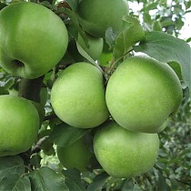 Яблоня домашняя Симиренко - Malus domestica Simirenko 3-5 ltr, 100-180 см