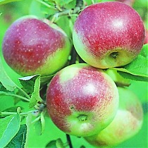 Яблоня домашняя Юннат - Malus domestica Yunnat 3-5 ltr, 100-180 см