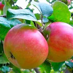 Яблоня домашняя Бумажное - Malus domestica Bumazhnoe 3-5 ltr, 100-180 см